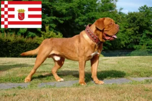 Read more about the article Dogue de Bordeaux crescători și căței în Bremen