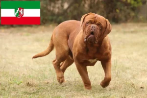 Read more about the article Dogue de Bordeaux crescători și căței în Renania de Nord-Westfalia