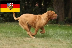 Read more about the article Dogue de Bordeaux crescători și căței în Saarland