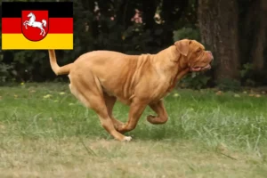 Read more about the article Dogue de Bordeaux crescători și căței în Saxonia Inferioară