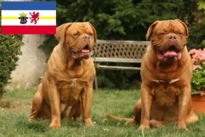 Read more about the article Dogue de Bordeaux crescători și căței în Mecklenburg-Vorpommern