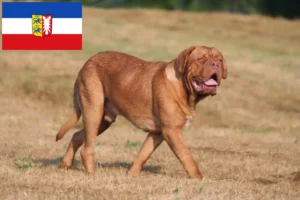 Read more about the article Dogue de Bordeaux crescători și căței în Schleswig-Holstein