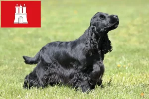 Read more about the article English Cocker Spaniel crescător și căței în Hamburg