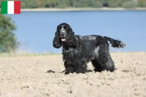 Read more about the article English Cocker Spaniel crescători și căței în Italia