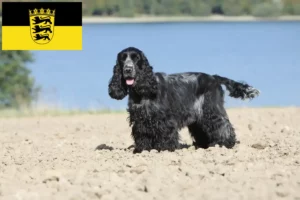 Read more about the article Crescători de Cocker Spaniel Englez și căței în Baden-Württemberg