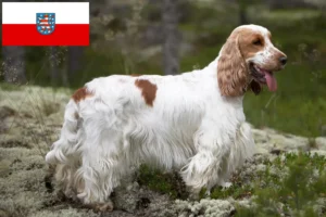 Read more about the article Crescători de Cocker Spaniel Englez și căței în Thuringia