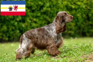 Read more about the article English Cocker Spaniel crescători și căței în Mecklenburg-Vorpommern