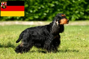 Read more about the article Crescători de Cocker Spaniel Englez și căței în Renania-Palatinat