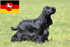 Read more about the article Crescători de Cocker Spaniel Englez și căței în Saxonia Inferioară