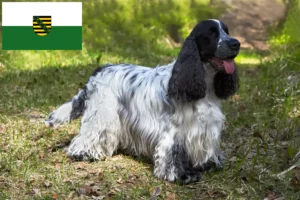 Read more about the article Crescători de Cocker Spaniel Englez și căței în Saxonia