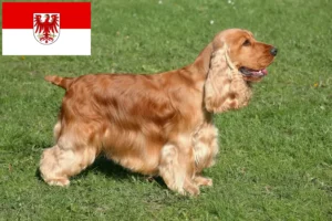 Read more about the article Crescători de Cocker Spaniel Englez și căței în Brandenburg