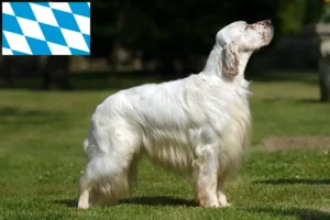 Read more about the article Crescători de Setter Englez și căței în Bavaria