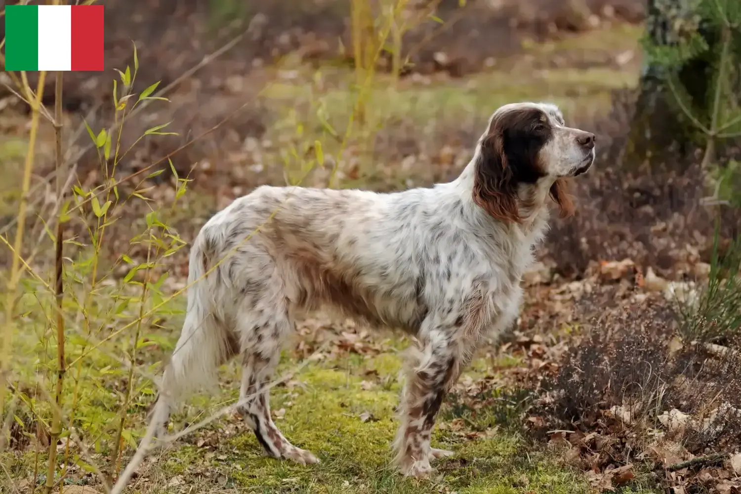 Read more about the article English Setter crescători și căței în Italia