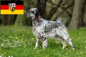 Read more about the article Crescători de Setter Englez și căței în Saarland