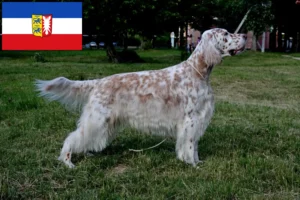 Read more about the article Crescători de Setter Englez și căței în Schleswig-Holstein