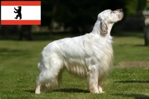 Read more about the article English Setter crescători și căței în Berlin