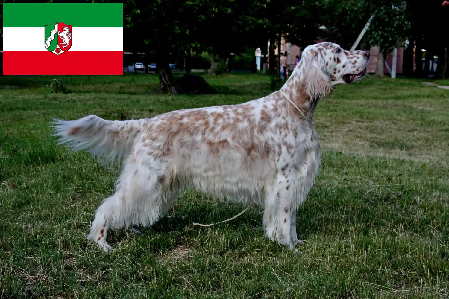 Read more about the article Crescători de Setter Englez și căței în Renania de Nord-Westfalia