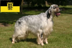 Read more about the article Crescători de Setter Englez și căței în Baden-Württemberg