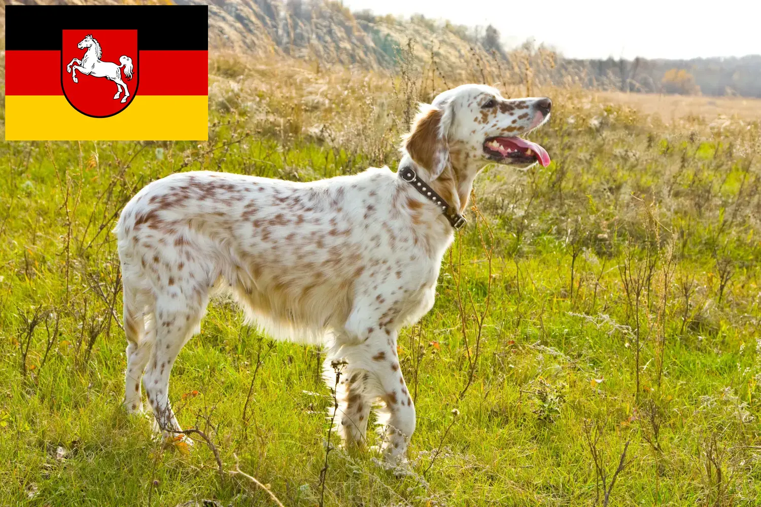 Read more about the article Crescători de Setter Englez și căței în Saxonia Inferioară