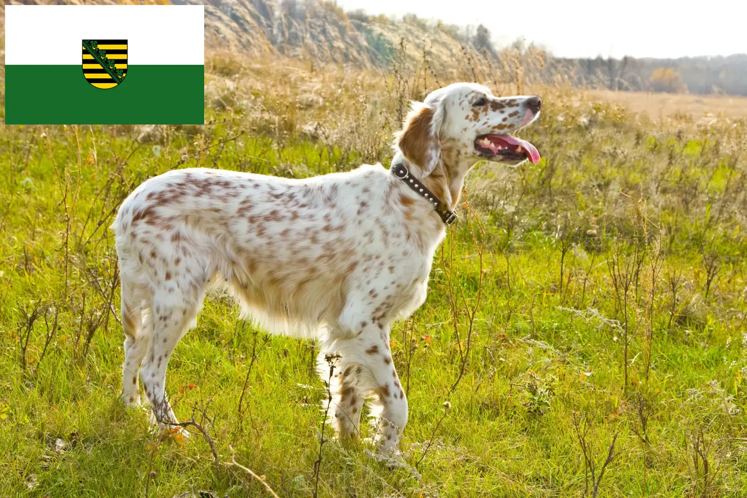 Read more about the article Crescători de Setter Englez și căței în Saxonia