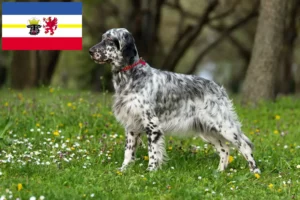 Read more about the article Crescători de Setter Englez și căței în Mecklenburg-Vorpommern