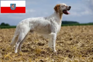 Read more about the article Crescători de Setter Englez și căței în Thuringia