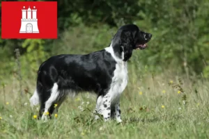 Read more about the article English Springer Spaniel crescători și căței în Hamburg