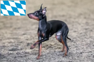 Read more about the article English Toy Terrier crescători și căței în Bavaria