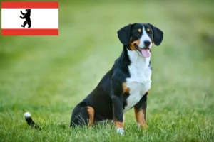 Read more about the article Entlebucher Mountain Dog Breeder și căței în Berlin