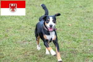 Read more about the article Entlebucher Mountain Dog Breeder și căței în Brandenburg