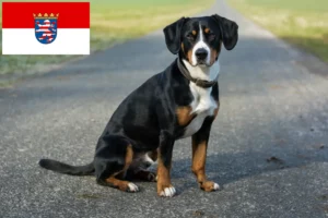 Read more about the article Entlebucher Mountain Dog Breeder și căței în Hessen