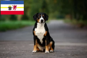 Read more about the article Entlebucher Mountain Dog Breeder și căței în Mecklenburg-Vorpommern