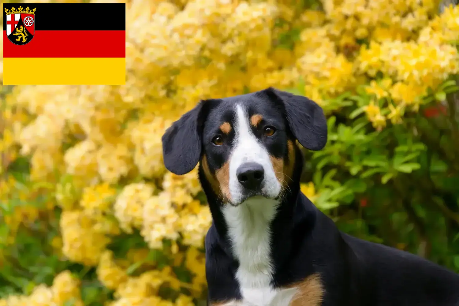 Read more about the article Entlebucher Mountain Dog Breeder și căței în Renania-Palatinat