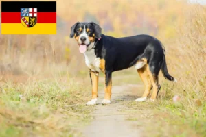 Read more about the article Entlebuch Mountain Dog Breeder și căței în Saarland