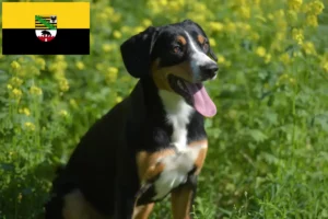 Read more about the article Entlebucher Mountain Dog Breeder și căței în Saxonia-Anhalt