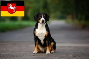 Read more about the article Entlebucher Mountain Dog Breeder și căței în Saxonia Inferioară