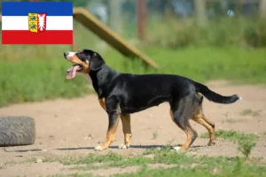 Read more about the article Entlebucher Mountain Dog Breeder și căței în Schleswig-Holstein