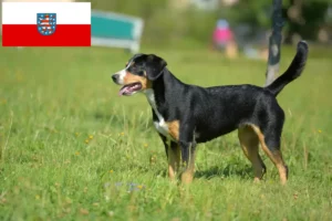 Read more about the article Entlebucher Mountain Dog Breeder și căței în Turingia