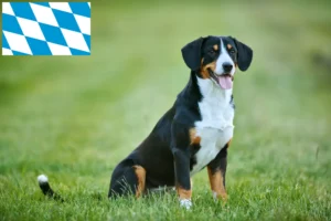 Read more about the article Entlebuch Mountain Dog Breeder și căței în Bavaria