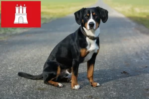 Read more about the article Entlebucher Mountain Dog Breeder și cățeluși în Hamburg