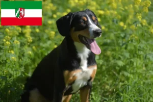 Read more about the article Entlebucher Mountain Dog Breeder și căței în Renania de Nord-Westfalia