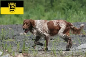 Read more about the article Epagneul Breton crescători și căței în Baden-Württemberg