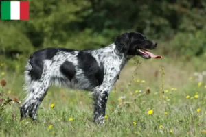 Read more about the article Epagneul Breton crescători și căței în Italia