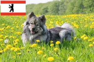 Read more about the article Eurasier crescător și căței în Berlin