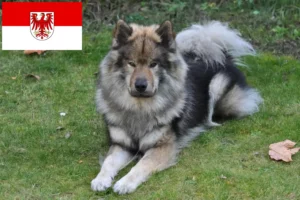 Read more about the article Eurasier crescători și căței în Brandenburg