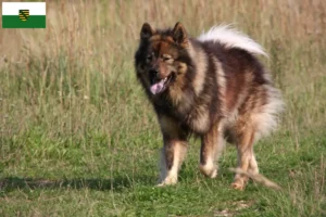 Read more about the article Eurasier crescători și căței în Saxonia