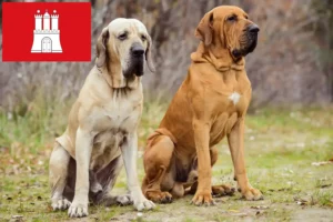 Read more about the article Fila Brasileiro crescători și căței în Hamburg