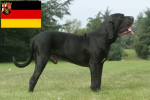 Read more about the article Fila Brasileiro crescători și căței în Renania-Palatinat