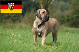 Read more about the article Fila Brasileiro crescători și căței în Saarland