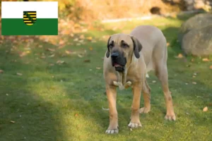 Read more about the article Fila Brasileiro crescători și căței în Saxonia